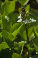 Image of bogbean