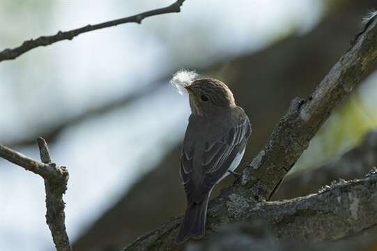 Image of Muscicapa Brisson 1760