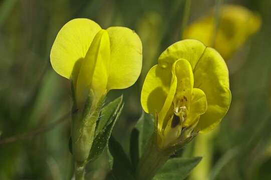 Image of trefoil