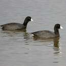 Image of American Coot