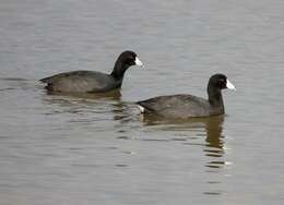 Image of Fulica Linnaeus 1758