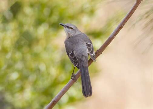 Image of Mimus Boie & F 1826