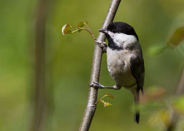 Image of Chickadee