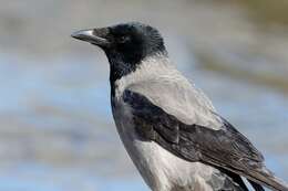 Image of <i>Corvus corone cornix</i>