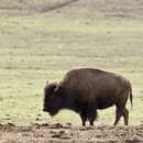 Image of Bison bison (Linnaeus 1758)