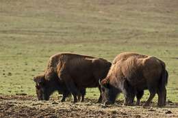 Image of Bison C. H. Smith 1827