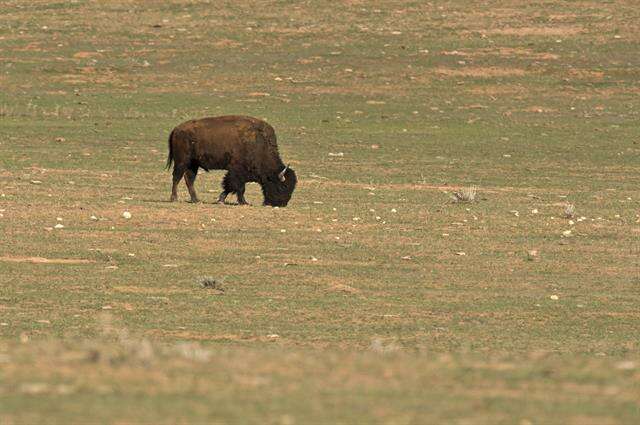 Image of Bison C. H. Smith 1827