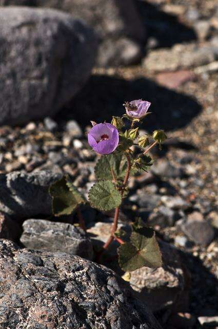 Image of mallow