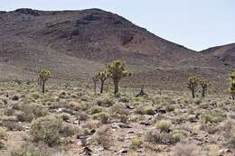 Image of yucca