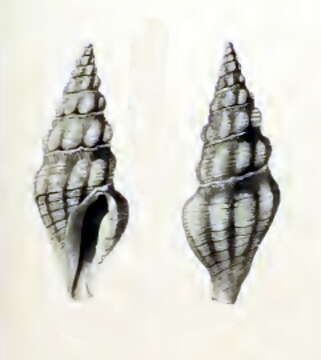 Image of Brachytoma rufolineata (Schepman 1913)
