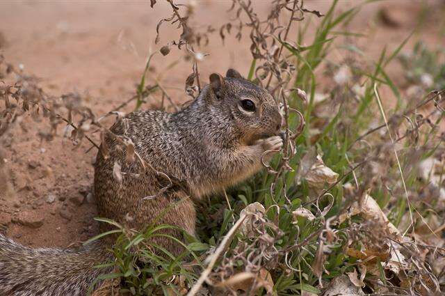 صورة Otospermophilus Brandt 1844