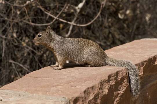 Otospermophilus Brandt 1844 resmi