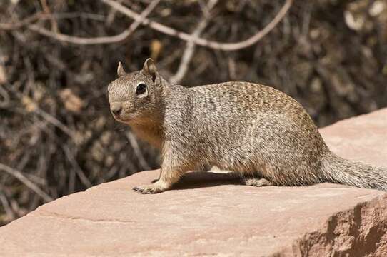 صورة Otospermophilus Brandt 1844