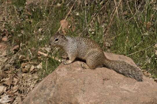 صورة Otospermophilus Brandt 1844