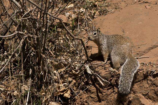 Otospermophilus Brandt 1844 resmi