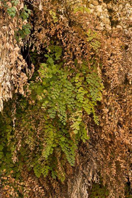 Image of maidenhair fern