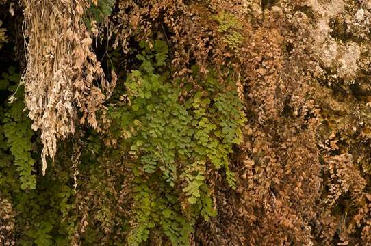 Image of maidenhair fern