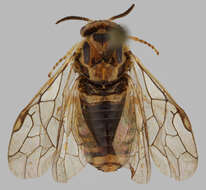 Image de <i>Gilpinia pallida</i>