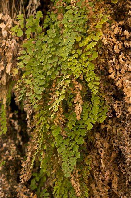 Image of maidenhair fern