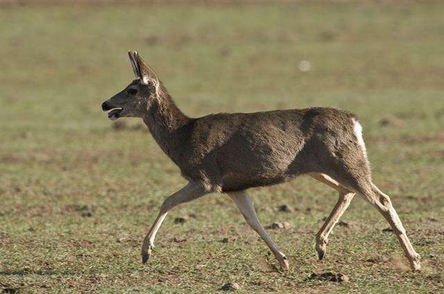 Image of mule deer and white-tailed deer