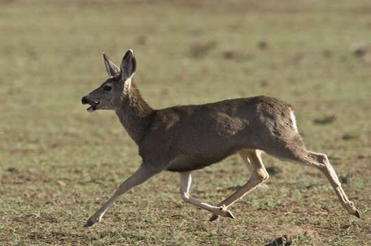 Image of mule deer and white-tailed deer