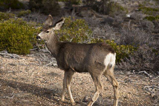 Image of mule deer and white-tailed deer