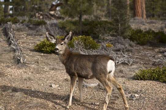 Image of mule deer and white-tailed deer