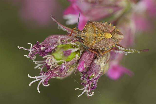 Image of <i>Carpocoris purpureipennis</i>