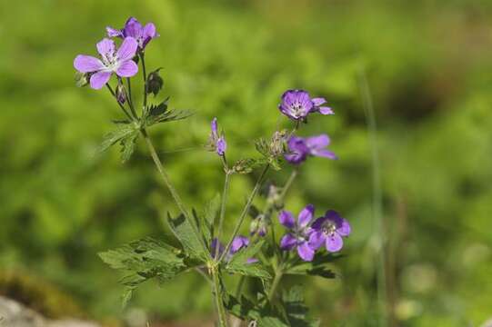 Image of geranium