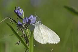 Image of Wood White