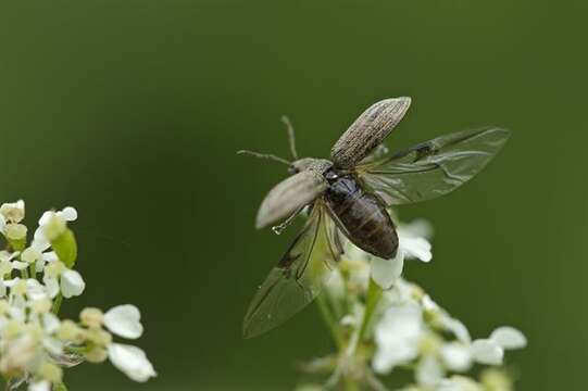 Plancia ëd Phyllobius