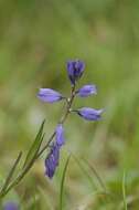 Image of Milkwort