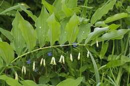 Слика од Polygonatum