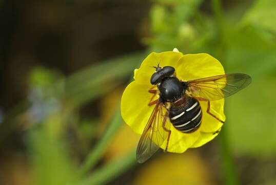 Sericomyia resmi