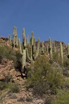 Image of saguaro