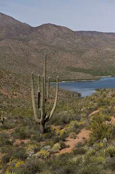 Image of saguaro