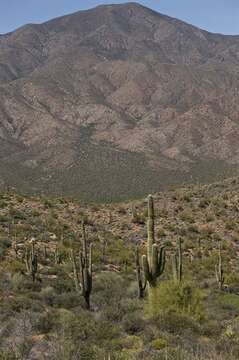 Image of saguaro