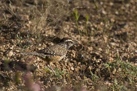 Image of Campylorhynchus Spix 1824