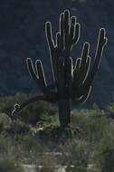 Image of saguaro