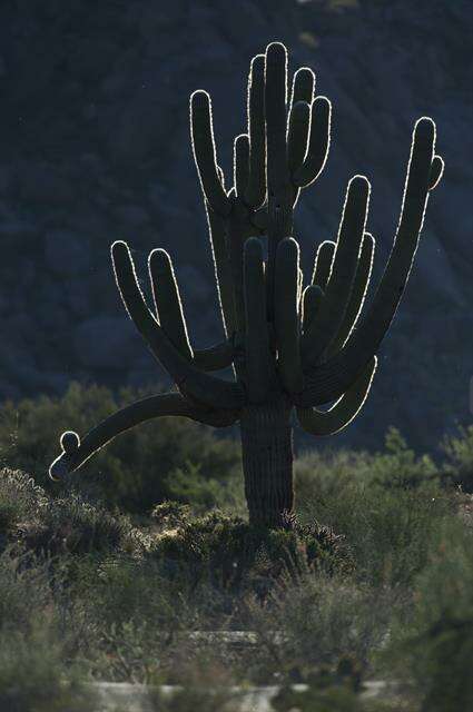 Image of saguaro