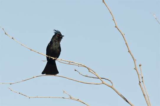 Image of Phainopepla Baird & SF 1858