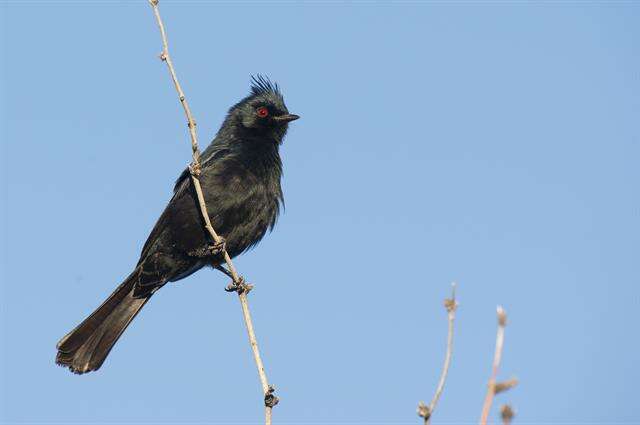 Image of Ptiliogonatidae