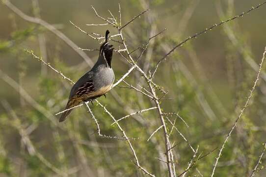 Image of Callipepla Wagler 1832