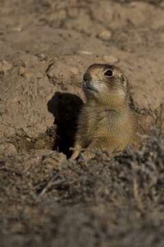 Image of prairie dogs