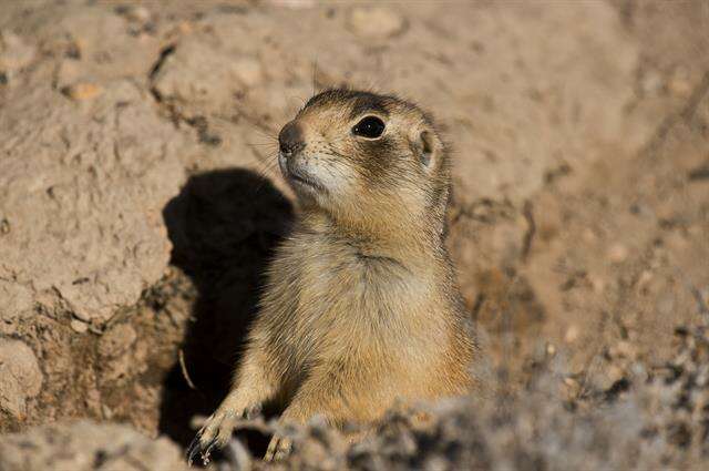 Image of prairie dogs