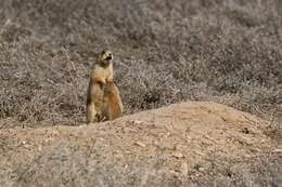 Image of prairie dogs