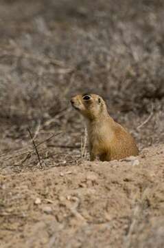 Image of prairie dogs