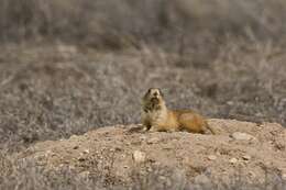 Image of prairie dogs