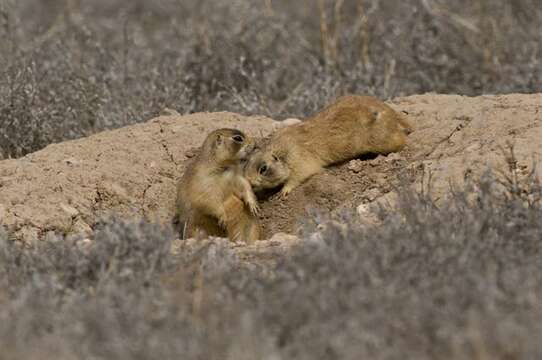 Image of prairie dogs