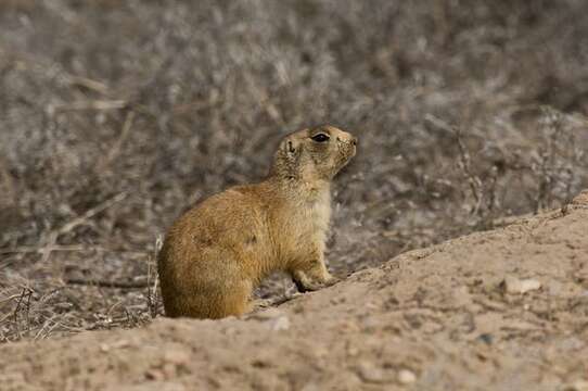 Image of prairie dogs